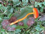 Hygrocybe miniata image