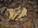 Cantharellus subalbidus image