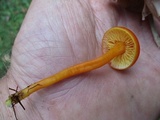 Hygrocybe miniata image