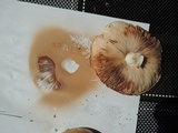 Pluteus petasatus image