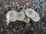 Pluteus petasatus image