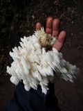 Hericium americanum image