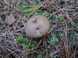 Lycoperdon nigrescens image