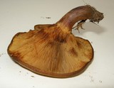Paxillus involutus image