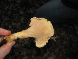 Cantharellus subalbidus image