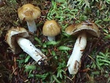 Cortinarius seidliae image