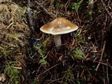Cortinarius seidliae image