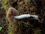 Cortinarius seidliae image