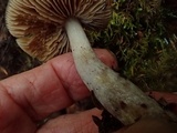 Cortinarius seidliae image