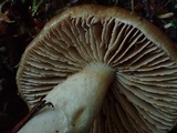Cortinarius seidliae image