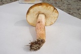 Leccinum roseoscabrum image