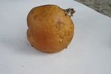 Leccinum roseoscabrum image