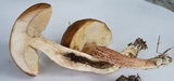 Leccinum roseoscabrum image
