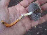 Leratiomyces squamosus var. thraustus image