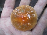 Leratiomyces squamosus image