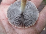 Leratiomyces squamosus image
