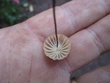 Marasmius siccus image