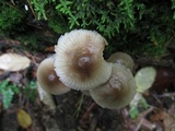 Mycena inclinata image