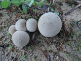 Lycoperdon molle image