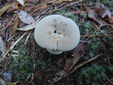 Lycoperdon molle image
