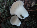 Lycoperdon molle image