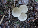 Lycoperdon molle image