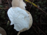 Lycoperdon molle image