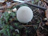 Lycoperdon molle image