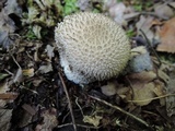 Lycoperdon echinatum image