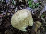 Lycoperdon echinatum image