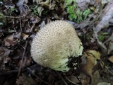 Lycoperdon echinatum image
