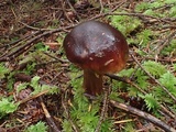 Tricholoma fulvum image