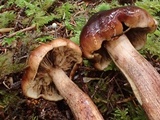 Tricholoma fulvum image
