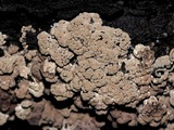 Ionomidotis irregularis image