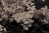 Ionomidotis irregularis image