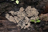 Ionomidotis irregularis image