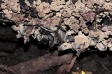 Ionomidotis irregularis image