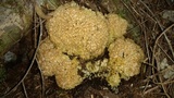 Sparassis crispa image