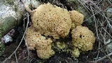 Sparassis crispa image