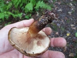 Paxillus involutus image
