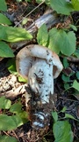 Hygrophorus erubescens image