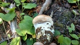 Hygrophorus erubescens image