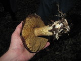 Leccinum manzanitae image