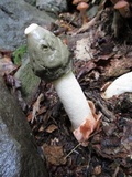 Phallus ravenelii image