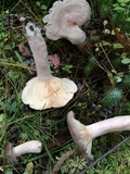 Lactarius hibbardiae image