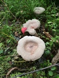 Lactarius hibbardiae image