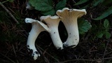 Cantharellus subalbidus image