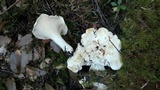 Cantharellus subalbidus image