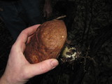 Leccinum manzanitae image