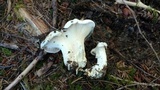 Cantharellus subalbidus image